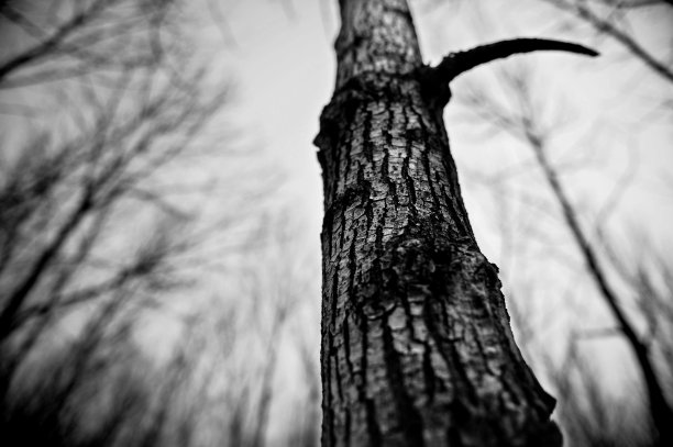 冬天的树图片下载