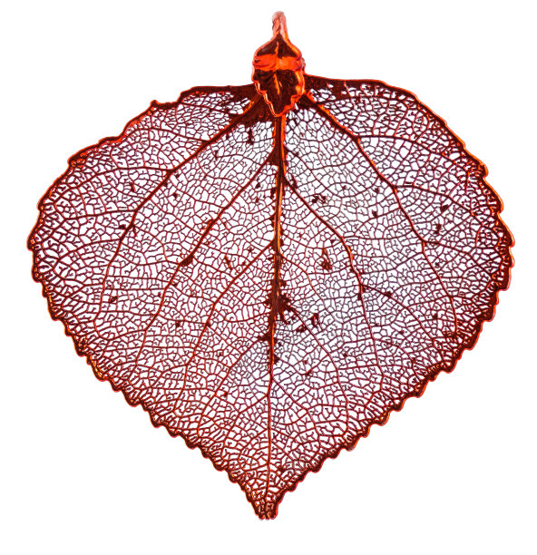 铜白杨叶图片下载