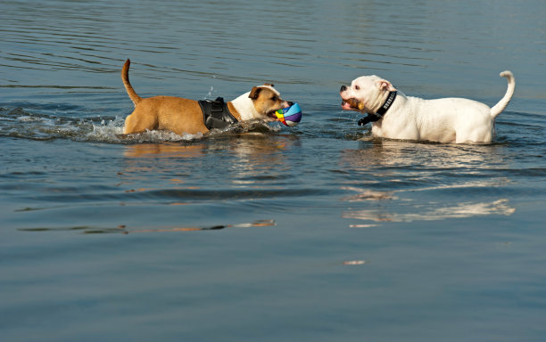 两只狗在水里玩耍图片下载