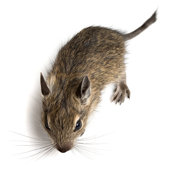 小仓鼠图片下载