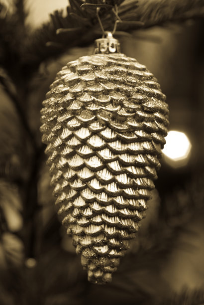 圣诞银云杉圆锥图片下载