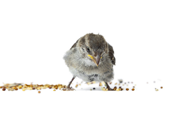 白底上的小鸡图片下载