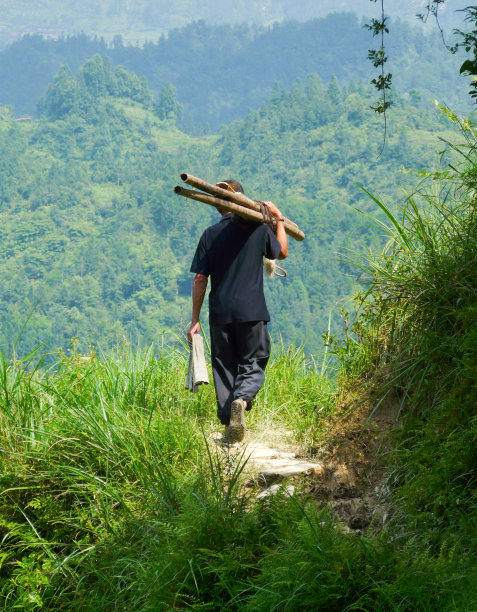 在稻田里图片下载
