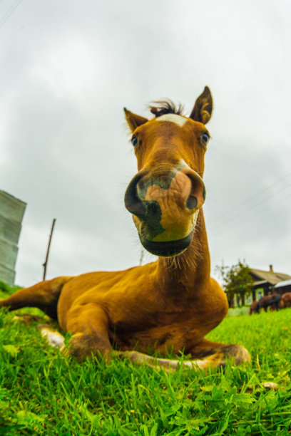草地上的马图片下载