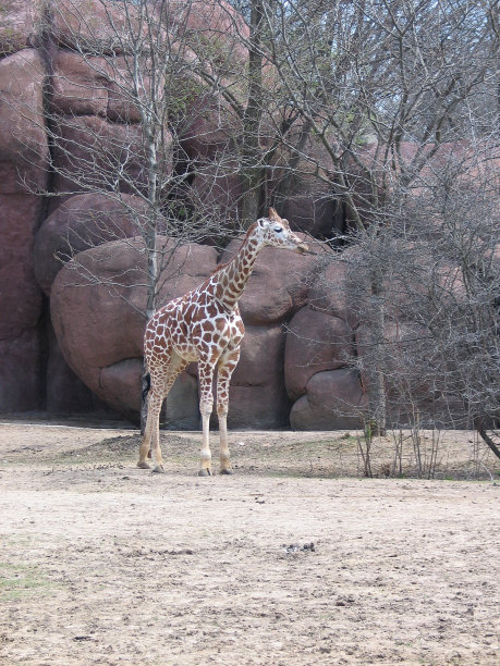 小长颈鹿图片下载