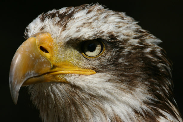 秃鹰 3图片下载