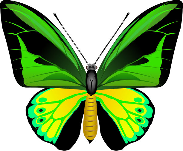 热带蝴蝶图片下载