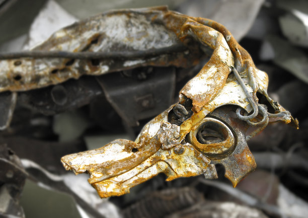 鸟的垃圾图片下载