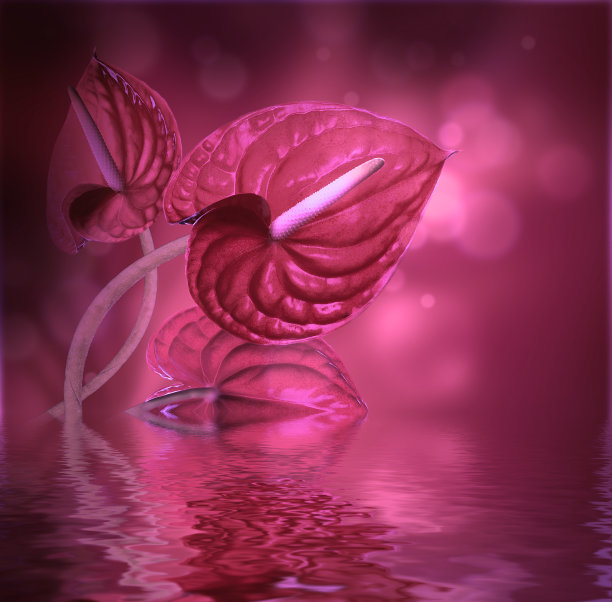 花的背景图片下载