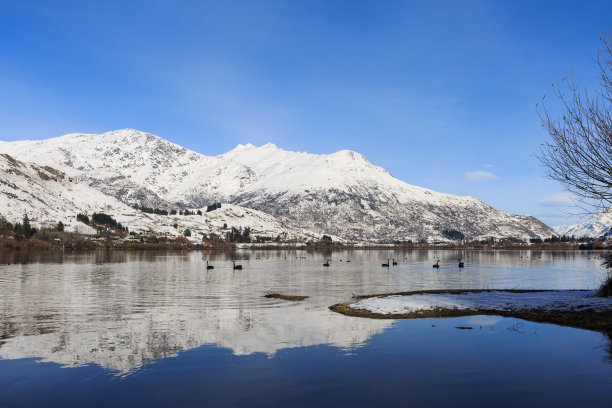 黑天鹅漂浮在倒影湖上图片下载