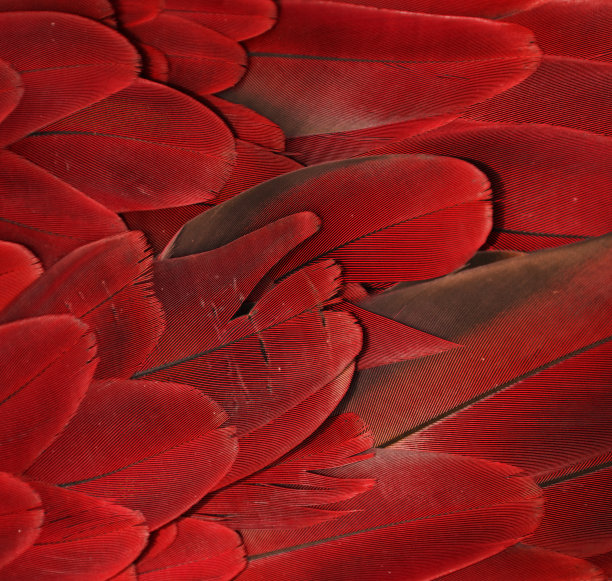 红色的羽毛图片下载