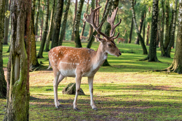 鹿图片下载