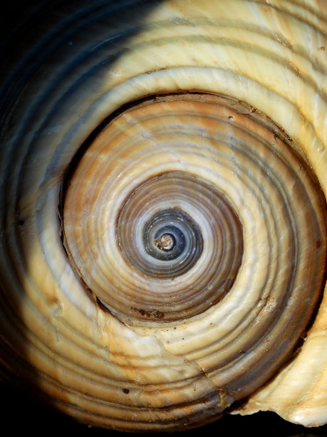 Tonna galea壳图片下载