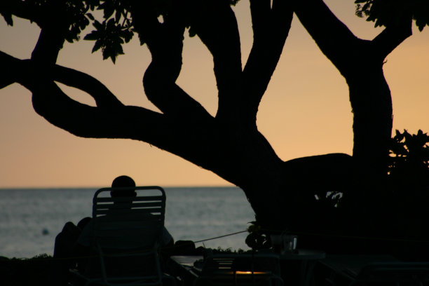 树枝和日落图片下载