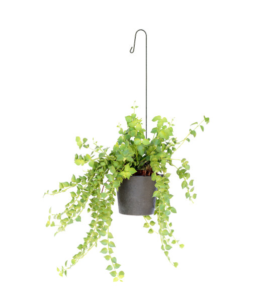 挂篮植物孤立在白色背景图片下载