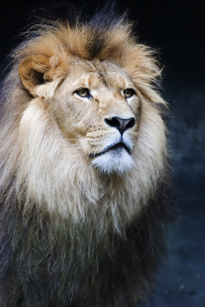 雄伟的雄狮图片下载