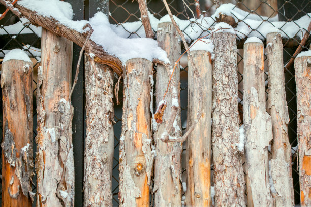 金合欢树篱笆图片下载