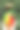 玻璃花瓶中的辣椒图片下载