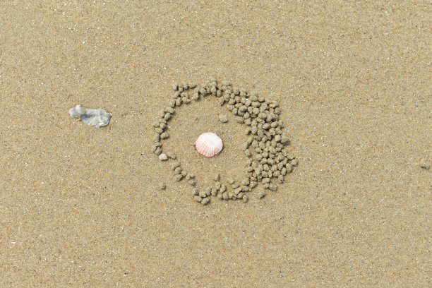 螃蟹的洞图片下载