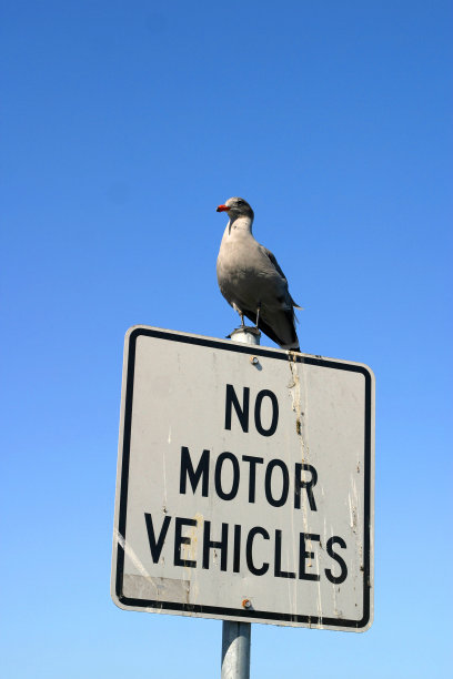 海鸥在签图片下载
