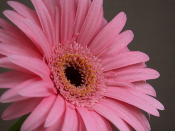 粉红色雏菊特写镜头图片下载