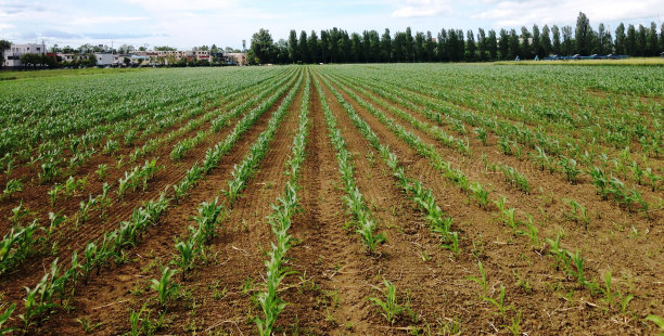 玉米田图片下载