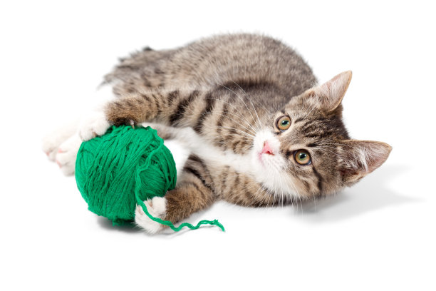 年轻可爱的猫图片下载