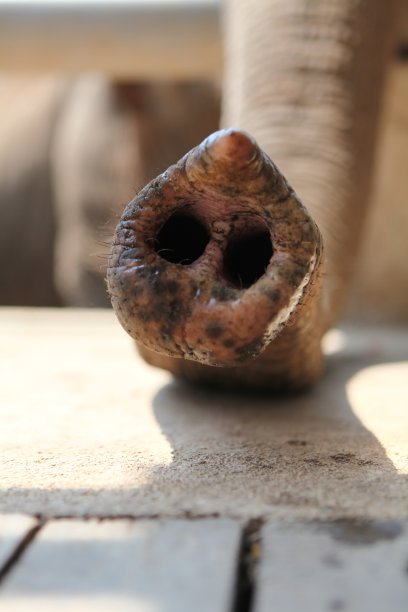 靠近大象的鼻子图片下载