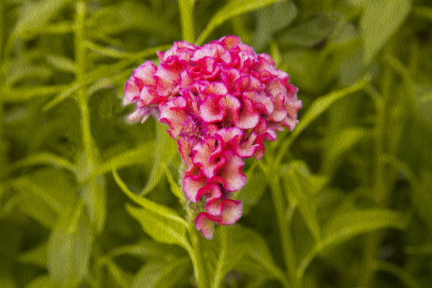 鸡冠花花图片下载