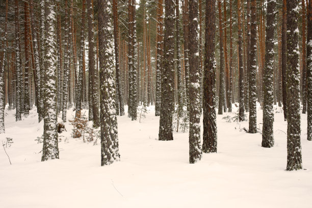 冬天的树图片下载