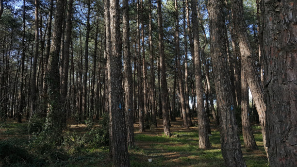 树木和阳光图片下载