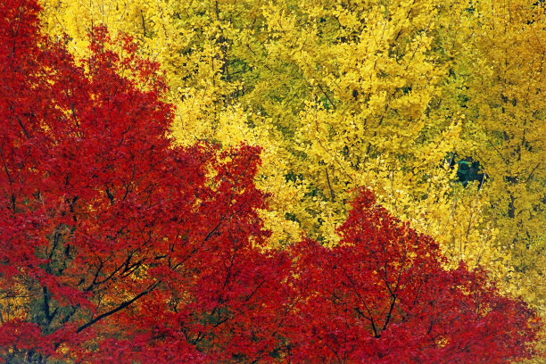 银杏和树叶图片下载