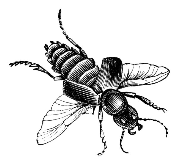 隐翅虫图片下载