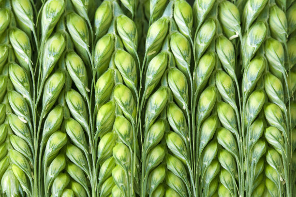 小麦的耳朵图片下载