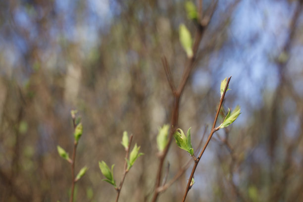 春天的花蕾图片下载