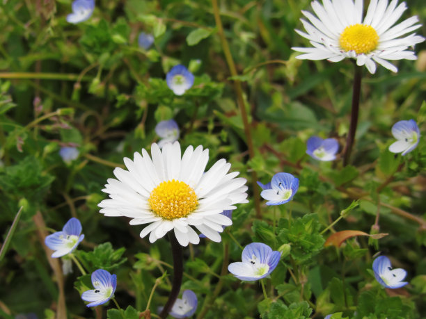 绿色背景上的白色雏菊花。意大利托斯卡纳图片下载