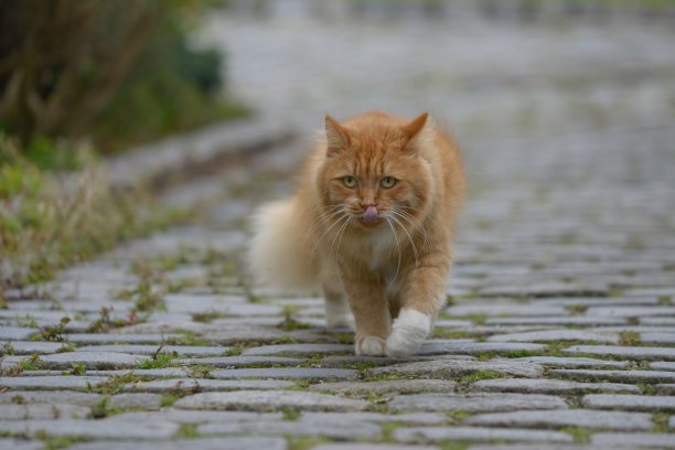 挪威森林猫图片下载