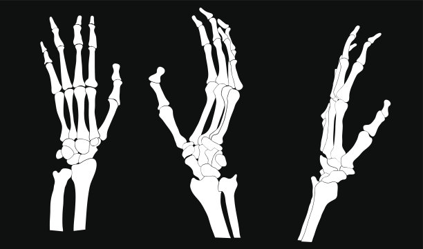 骨架的手图片下载