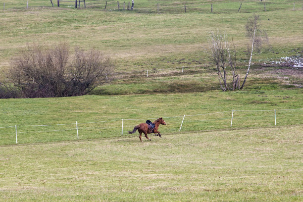 骑马疾驰在绿色的草地上图片下载