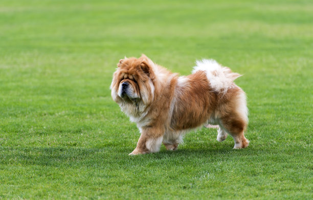 松狮犬站在绿色的田野上。图片下载