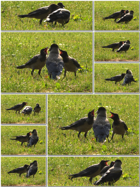 乌鸦细心地哺育幼鸟图片下载