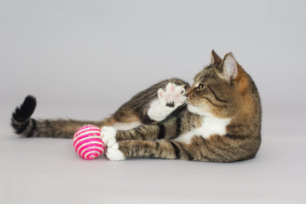 斑纹绿眼猫孤立在灰色图片下载