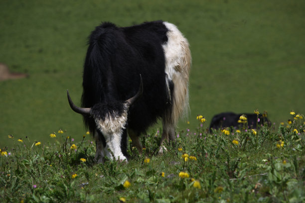 牦牛放牧山图片下载