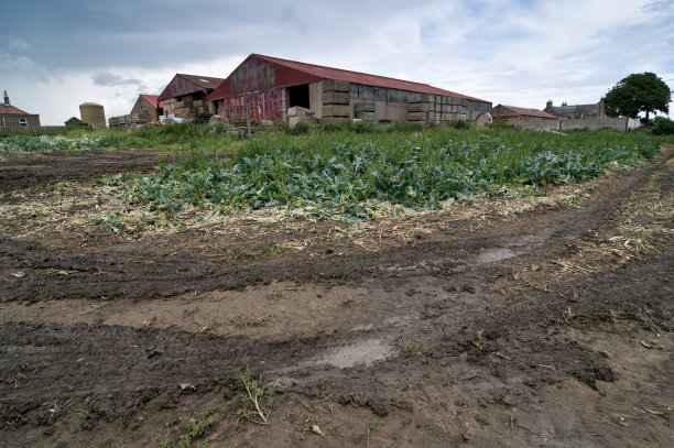 菜花地里的干草仓库图片下载