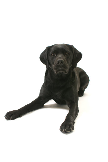 黑色拉布拉多图片下载