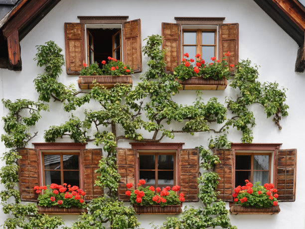 奥地利哈尔斯塔特，Spalierbaum, Espalier Tree (XXXL)图片下载