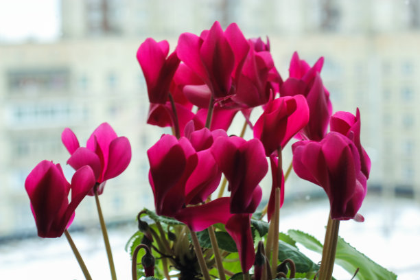 主屏幕上的红色花朵。图片下载