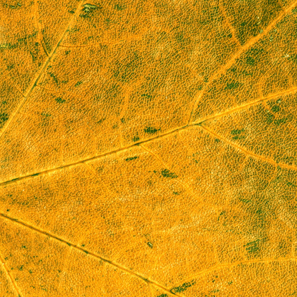 叶近距离图片下载