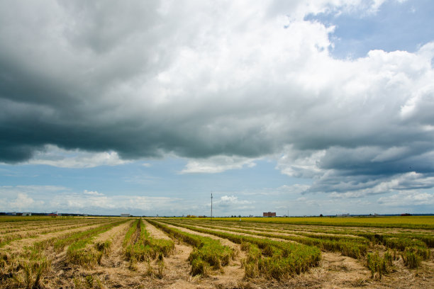 马来西亚Sekinchan，收获水稻场图片下载