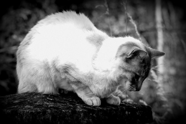 黑白图像的奶油猫图片下载